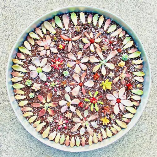 50 Echeveria & Sedum Succulent Leaves + 5 Free Cuttings - Ideal for Succulent Garden - Easy Growing - Perfect for Beginners