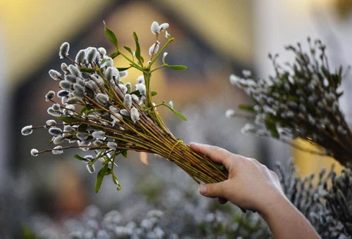 Fresh Pussy Willow Cuttings - 10 Unrooted Cuttings in Moist Media - Salix discolor - Easy to Root for DIY Planting