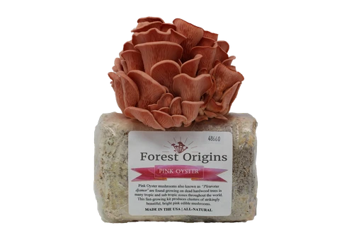 Pink Oyster Mushroom Grow Kit | Beginner-Friendly | Pleurotus Ostreatus | Easy Steps for Home Gardening and Gourmet Harvests