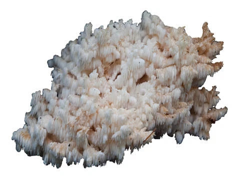 Bear's Head Mushroom Liquid Culture Syringe 10cc - Hericium Abietis Edible Mushroom Mycelium for Cultivation