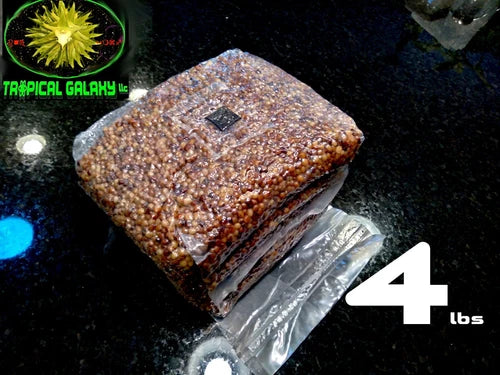 4lb Sterilized Grain for Mushroom Spawn with Inoculation Port, Sorghum/Milo - Perfect for Mycology Cultivation