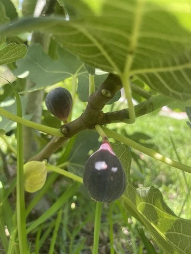 Black Celeste Fig Tree Cuttings - 3 Node Cuttings - Ficus carica - Perfect for Outdoor Planting