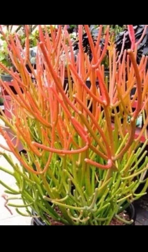 Medium Euphorbia Tirucalli Cuttings - 5-8" Fire Sticks Succulent Pack of 3 - Colorful Indoor Outdoor Cactus Plants