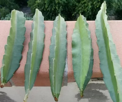 Fresh Dragon Fruit Cuttings - 8"-12" - Multiple Varieties (Red, Pink, White, Purple, Green) - Hylocereus spp.