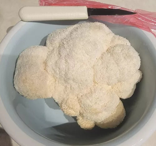 Lion's Mane Mushroom Liquid Culture 10+ml 'POW' Hericium erinaceus - High-Quality Mycelium for Gourmet Mushroom Growing