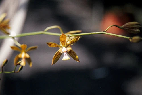Rare Encyclia inaguensis Orchid - Bloom Size - Bare Root - Exotic Flowers - Unique Species