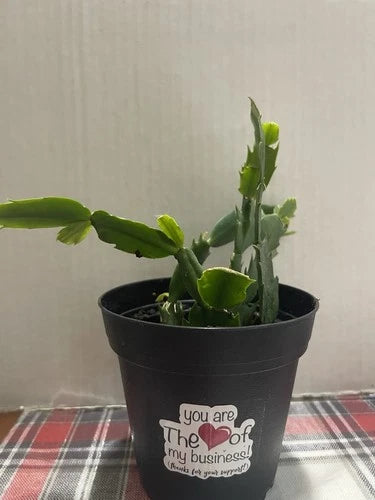Rooted Live Christmas Cactus Set of 4 - Red, Pink, White, Orange - Schlumbergera - 3in Pots, Indoor/Outdoor Plants