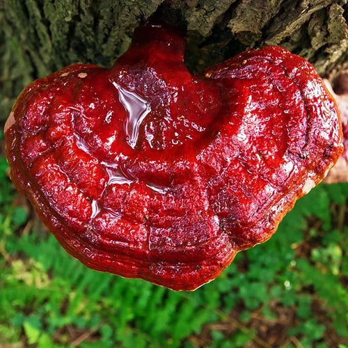 Ganoderma tsugae Liquid Culture Syringe 12cc - Medicinal Mushroom Cultivation, Pure Mycelium Inoculum for Home Growing