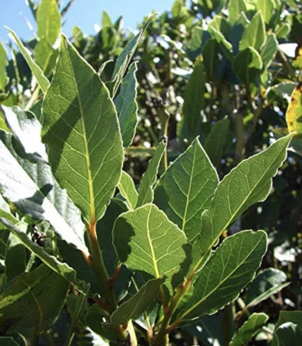 10 Sweet Laurel Bay Tree Cuttings - Fresh 6-8” Plant Cuttings - Laurus nobilis - Free Shipping USA