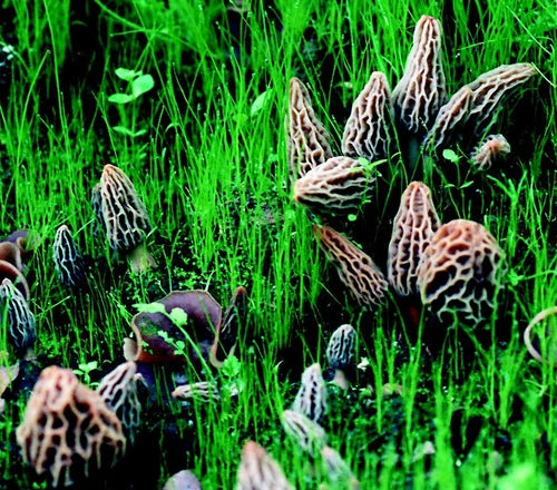 Morel Mushroom Kit - Backyard Grow Kit - Gourmet Morchella esculenta - Easy Organic Cultivation for Home Gardening