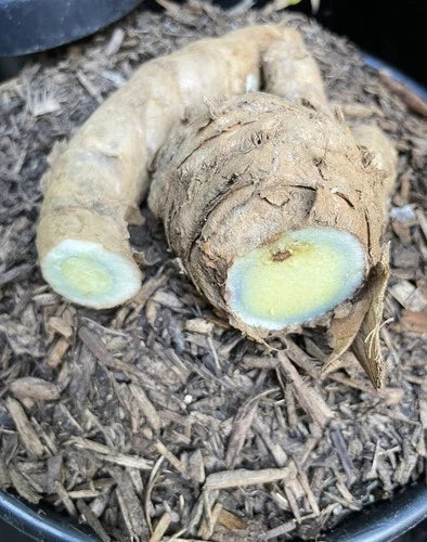 Black Turmeric Roots for Planting - 1 Lb - Curcuma caesia - Unique Herb from Indonesia