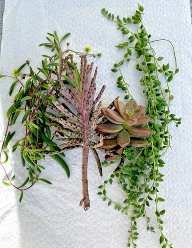 Succulent Cuttings - 4 Varieties - String of Hearts, String of Pearls, Ruby Necklace, Cucumber Cactus - Kalanchoe Bryophyllum Tubiflora
