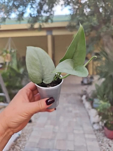 Scindapsus Platinum Java Live Plant 2.5" Pot Silver Hero Rooted Plant (Scindapsus aureus) Indoor Air Purifier