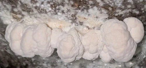Lion's Mane Mushroom Grow Kit - Multiple Flushes - Hericium erinaceus - Easy Home Cultivation for Gourmet Edible Mushrooms