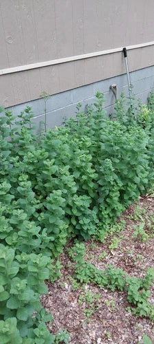 Hardy Giant Apple Mint Plants - 4 Root Stock - Mentha × gracilis - Fast Growing, Organic, Green Apple Flavor, Smoky Mountains TN