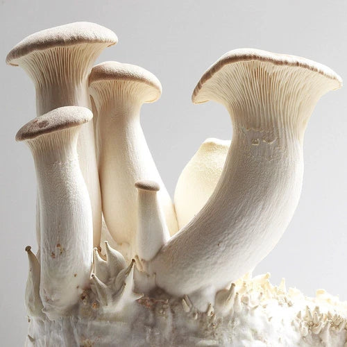 King Oyster Mushroom Liquid Culture - Pleurotus eryngii - Premium Mycelium for Gourmet Mushroom Growing