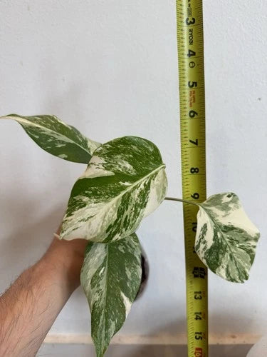 Rooted Variegated Monstera Albo Borsigiana Plant - Cream & White Foliage - Indoor Houseplant - Monstera deliciosa