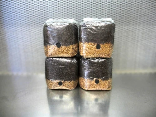 All In One Mushroom Grow Bags 4 lbs - Dung Lovers Bulk Substrate - Easy Mushroom Cultivation - Agaricus bisporus