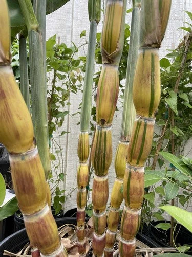 Variegated Hilo Buddha Sugarcane Cutting - Rare 3 Notes - Saccharum officinarum