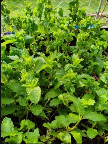 Live Peppermint Plants - 5 Bare Root Organic Mojito Mint (Rau Húng L?i, Rau Thom) - Fresh Culinary Herb for Gardens