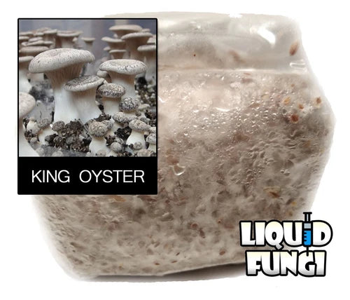 King Oyster Mushroom Grain Spawn 1 Pound - Pleurotus eryngii - Gourmet Culinary Grow Your Own Mushrooms