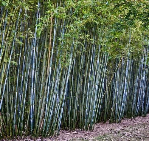 Tropical Blue Bamboo Rhizome - Bambusa chungii Clumping Non-Invasive Ornamental Grass for Outdoor Spaces