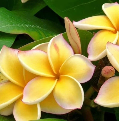Plumeria Seedlings Set of 3 | 5+ Inches | Rooted in Organic Soil | Frangipani | Tropical Flowering Plants