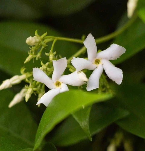 Star Jasmine 6" Live Cuttings 7-Pack Trachelospermum Jasminoides Organic Climbing Shrub with White Flowers