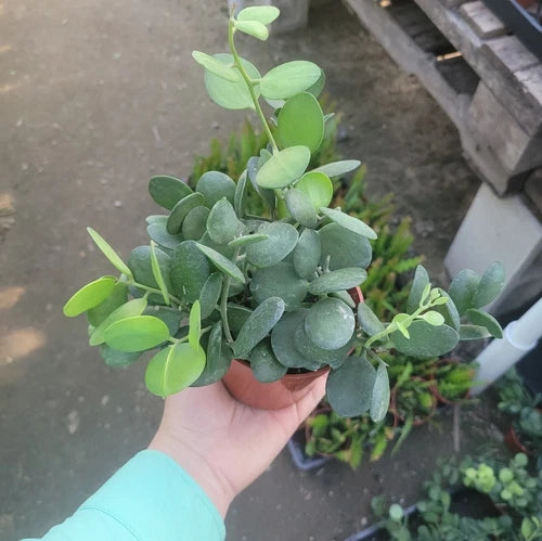 Silver Dollar Plant Cuttings | 4in Pot | Xerosicyos Danguyi | Unique Houseplant with Silver Green Leaves