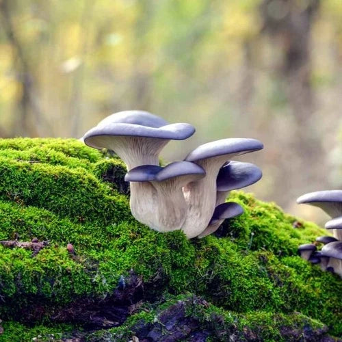 Blue Oyster Mushroom Liquid Culture 12cc - Pleurotus ostreatus Culture Syringe with Sterilized Needle for Inoculation