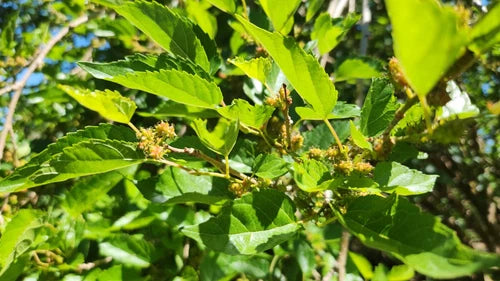 15 Assorted Mulberry Cuttings Dwarf Everbearing Morus nigra - Sweet Dark Purple Fruit for Propagation