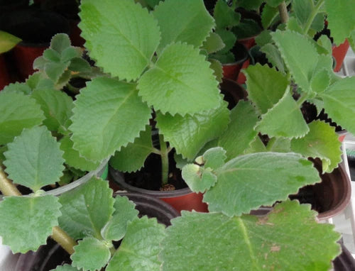Cuban Oregano Starter Plant 5-7" Bare Root Medicinal Herb (Mexican Mint, Spanish Thyme) - Well Rooted for Home Gardening