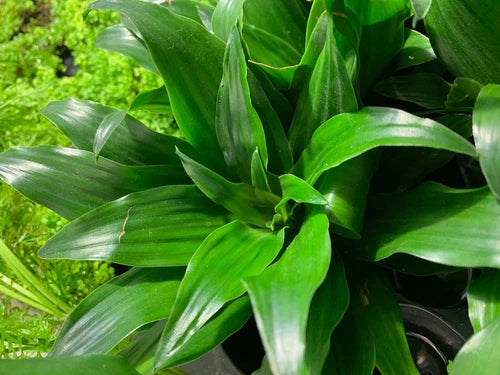 Janet Craig Pineapple Plant - Live Dracaena Compacta House Plant - Easy Care Green Terrarium Plant - Bare Root
