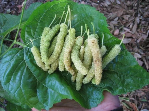 Pakistan White Mulberry Cuttings - Organic Fresh 10x Rooting Grafting Stems (Morus alba) - Sweet, Non-Staining Variety