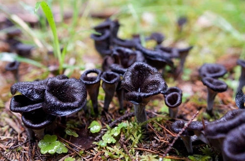 Black Chanterelle Mushroom Spores Kit - 5 Gallon Sawdust Bag for Growing Black Trumpet Mushrooms (Craterellus cornucopioides)