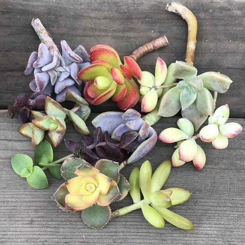 Live Succulent Cuttings - 14 Colorful Mystery Variety - 1-2" - Ideal for Propagation and Arrangements - Succulent Plants