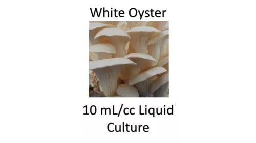 10 ML Liquid Culture White Oyster Mushroom - Pleurotus ostreatus - Perfect for Home Cultivation and Gourmet Cooking