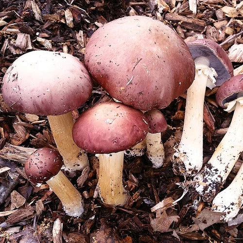 King Stropharia Liquid Culture - Edible Mushroom Starter (Stropharia rugoso-annulata) for Home Cultivation