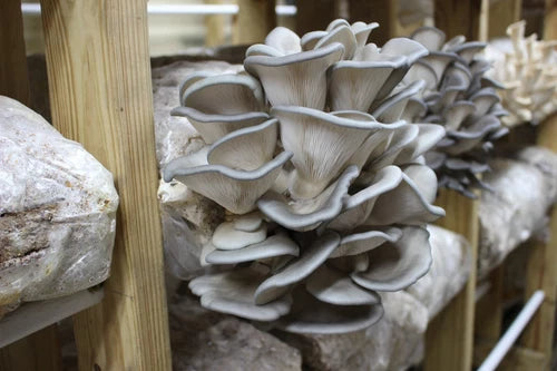Blue Oyster Mushroom Liquid Culture - 10 ml - Pleurotus ostreatus - Organic, Fast-Growing, Gourmet Culinary Mushrooms