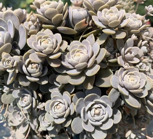 Succulent Cuttings - 2 Chinese Dunce Cap - Orostachys Malacophylla Iwarenge - Lavender-Gray Leaves - Cold Hardy Plant
