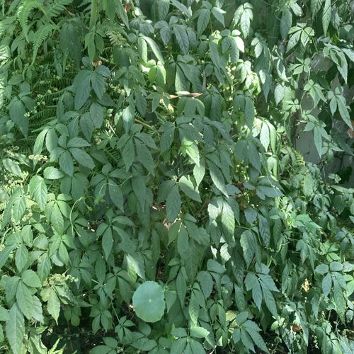 5 Organic Jiaogulan Live Plants "Immortality Herb" Gynostemma pentaphyllum - Rooted Adaptogen for Health & Wellness