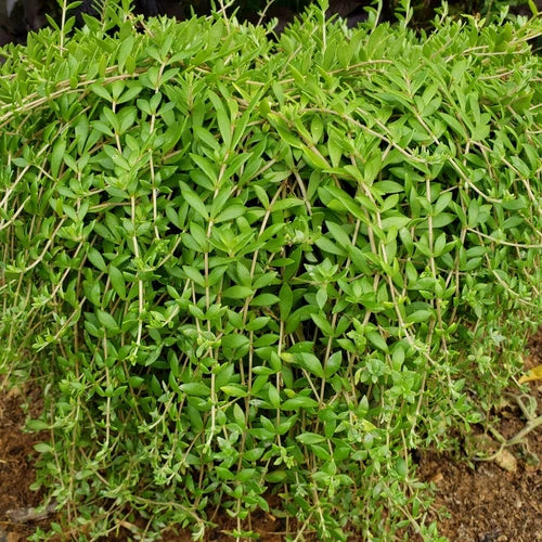 40 Live Plant Cuttings Sedum Sarmentosum Gold Moss Edible Creeping Perennial, Fast Growing Ground Cover, Stringy Stonecrop