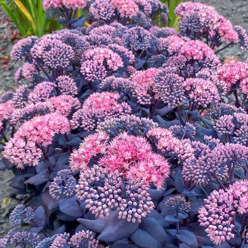 Sedum Plant - 1 Root - Mojave Jewels Sapphire - Hardy Perennial Succulent - Drought-Tolerant - Pollinator-Friendly - PPAF