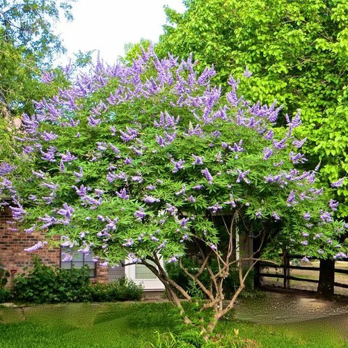 Unrooted Cuttings 10 Pack Blue-Purple Chaste Tree Vitex agnus-castus for Rooting & Grafting