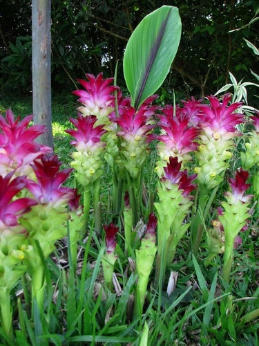 Curcuma Red Flower Plant Rhizomes - Fast Growing Turmeric Bulb Roots (Curcuma longa) - 2 Rhizomes Per Order
