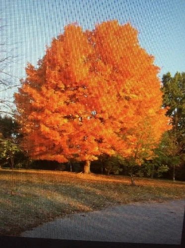 Fresh Cut Sugar Maple Tree Cuttings - 8 Scions - Acer saccharum - Ideal for Hobbies, Projects & Gifts