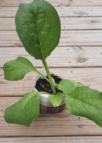 Established Root Cutting Comfrey Bocking 14, Russian Comfrey (Symphytum x uplandicum) - Fast-Growing Bare Root Plant
