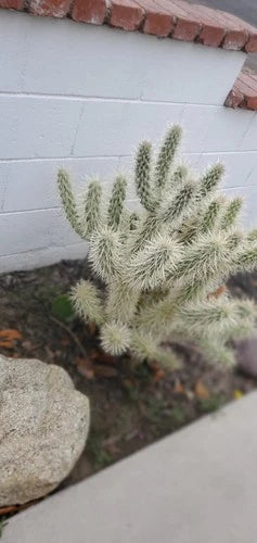 Live Teddy Bear Cholla Plant - Healthy 1 Rooted Cactus (Cylindropuntia bigelovii)