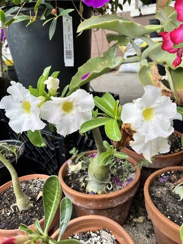 Adenium Obesum Plant - Live Bare Root - White Desert Rose - Drought Resistant - Perfect for Indoor or Outdoor Garden