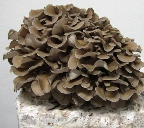 Maitake Mushroom Liquid Culture Syringe 10-12ml Grifola frondosa - Free Gift Included - Gourmet Culinary Variety